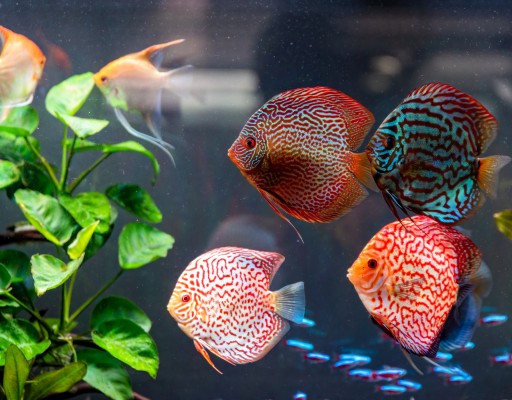 acuario_peces_tropicales